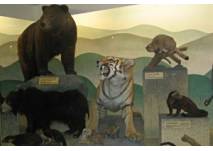 Naturmuseum Luzern, copyright: Diana Naturmuseum Luzern