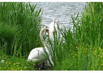 Rundgang um den Pfäffikersee, copyright: Diana Rundgang um den Pfäffikersee