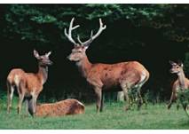Wildpark Roggenhausen, copyright: Wildpark Roggenhausen Wildpark Roggenhausen