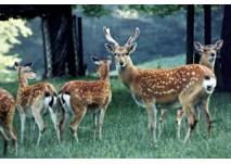 Wildpark Roggenhausen, copyright: Wildpark Roggenhausen Wildpark Roggenhausen