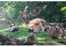 Wildpark Bruderhaus Winterthur