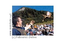 Falknerei Galina Falknerei Galina