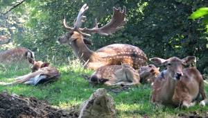 Wildpark Bruderhaus Winterthur, copyright: Diana Wildpark Bruderhaus Winterthur