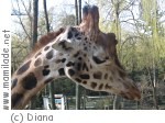Rapperswil Knies Kinderzoo Rapperswil Knies Kinderzoo