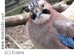 Schweizer Vogelwarte Schweizer Vogelwarte