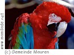 Mauren Vogelparadies Birka Mauren Vogelparadies Birka