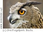Buchs Greifvogelpark Buchs Greifvogelpark