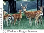 Aarau Wildpark Roggenhausen Aarau Wildpark Roggenhausen