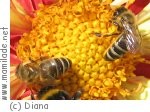 Pfäffikon Bienenlehrpfad