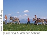 Wildhaus Eselwandern Wildhaus Eselwandern