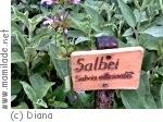 Erschwil Rucola Kräutergarten Erschwil Rucola Kräutergarten