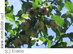 Altnau Obstlehrpfad Altnau Obstlehrpfad