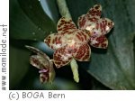 Botanischer Garten Bern