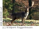 Naturlehrpfad im Wildpark Roggenhausen