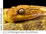 Schlangenzoo Eschlikon