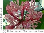 Botanischer Garten der Universität Basel Botanischer Garten der Universität Basel