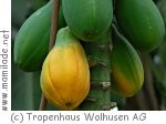Tropenhaus Wolhusen Tropenhaus Wolhusen