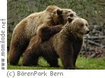 Bärenpark  Bern