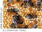Bienenlehrpfad in Vaduz
