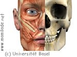 Anatomisches Museum der Universität Basel Anatomisches Museum der Universität Basel