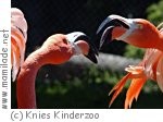 Kindergeburtstag in Knies Kinderzoo Kindergeburtstag in Knies Kinderzoo
