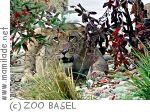 Zoo Basel