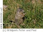 Wildpark Peter und Paul