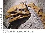 Sauriermuseum Frick Sauriermuseum Frick