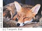 Tierpark Biel
