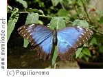 Papiliorama Papiliorama