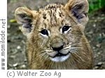 Abenteuerland walter zoo tigerbaby m Abenteuerland walter zoo tigerbaby m