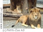 Plättli Zoo Frauenfeld Plättli Zoo Frauenfeld