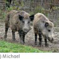 Wildpark Bruderhaus