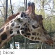 Rapperswil Knies Kinderzoo Knies Kinderzoo
