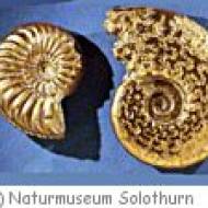 Solothurn Naturmuseum Solothurn Naturmuseum