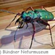 Chur Bündner Naturmuseum Bündner Naturmuseum