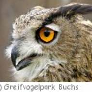 Buchs Greifvogelpark Greifvogelpark Buchs