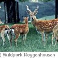 Wildpark Roggenhausen