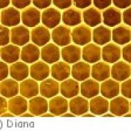 Schafisheim Bienenlehrpfad Bienenlehrpfad Schafisheim