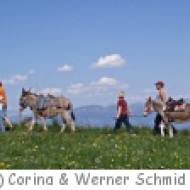 Eselwanderung in Wildhaus