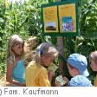 Winikon Maisdschungel Winikon Maisdschungel