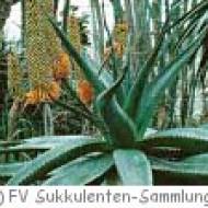 Sukkulenten-Sammlung in Zürich Sukkulenten-Sammlung in Zürich