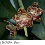 Botanischer Garten Bern Botanischer Garten Bern