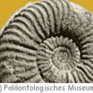 Paläontologisches Institut und Museum Paläontologisches Institut und Museum