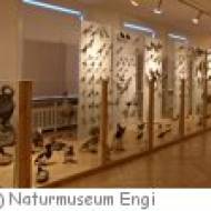Glarner Naturmuseum Engi Glarner Naturmuseum Engi