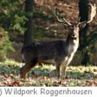 Naturlehrpfad im Wildpark Roggenhausen