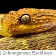 Schlangenzoo Eschlikon Schlangenzoo Eschlikon