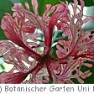 Botanischer Garten der Universität Basel