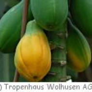 Tropenhaus Wolhusen Tropenhaus Wolhusen