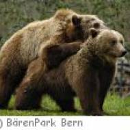 Bärenpark  Bern